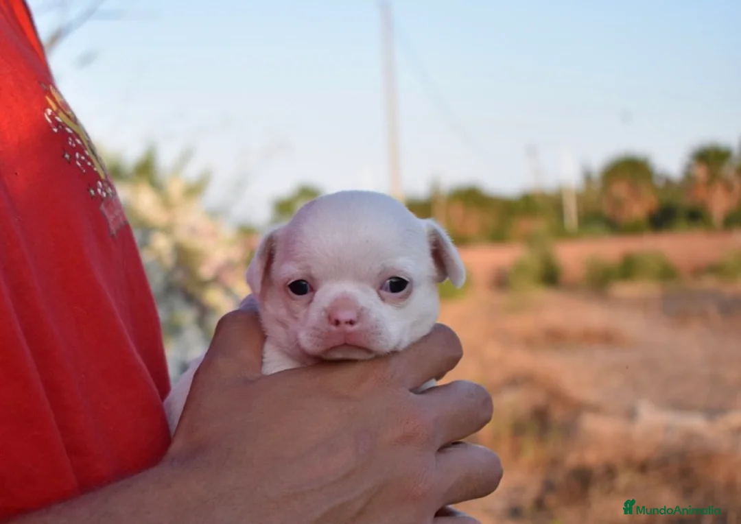 Chihuahua perros en venta: ÚLTIMA HEMBRA CHIHUAHUA DISPONIBLE  en Murcia - Anuncio 2