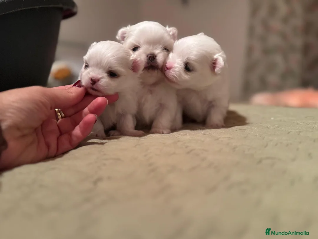 Pomchi perros en venta: Pomchi bebés disponibles - Anuncio 10