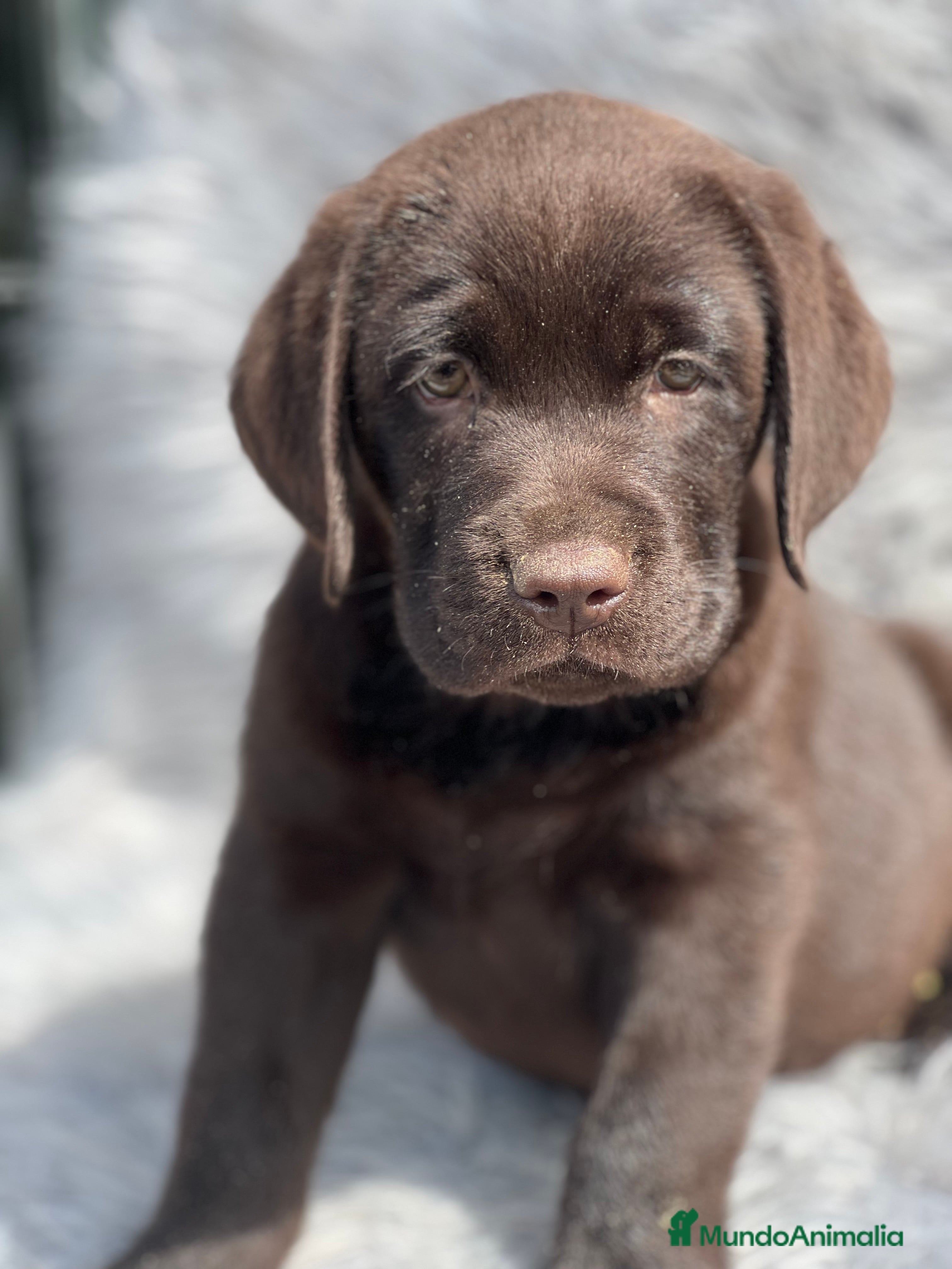 Labrador Retriever perros Labrador chocolate  - Anuncio 16