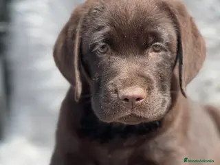 Labrador Retriever perros Labrador chocolate - Anuncio 7
