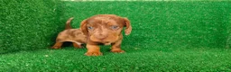 Teckel Miniatura perros en venta: Teckel miniatura  - Anuncio 21