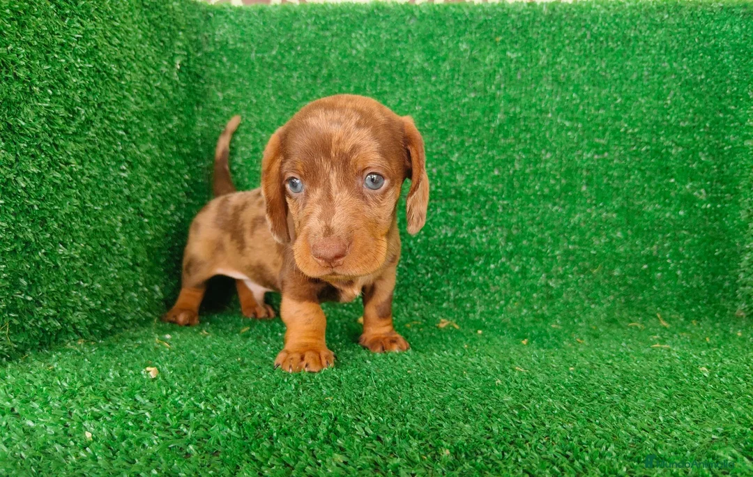 Teckel Miniatura perros en venta: Teckel miniatura  - Anuncio 21