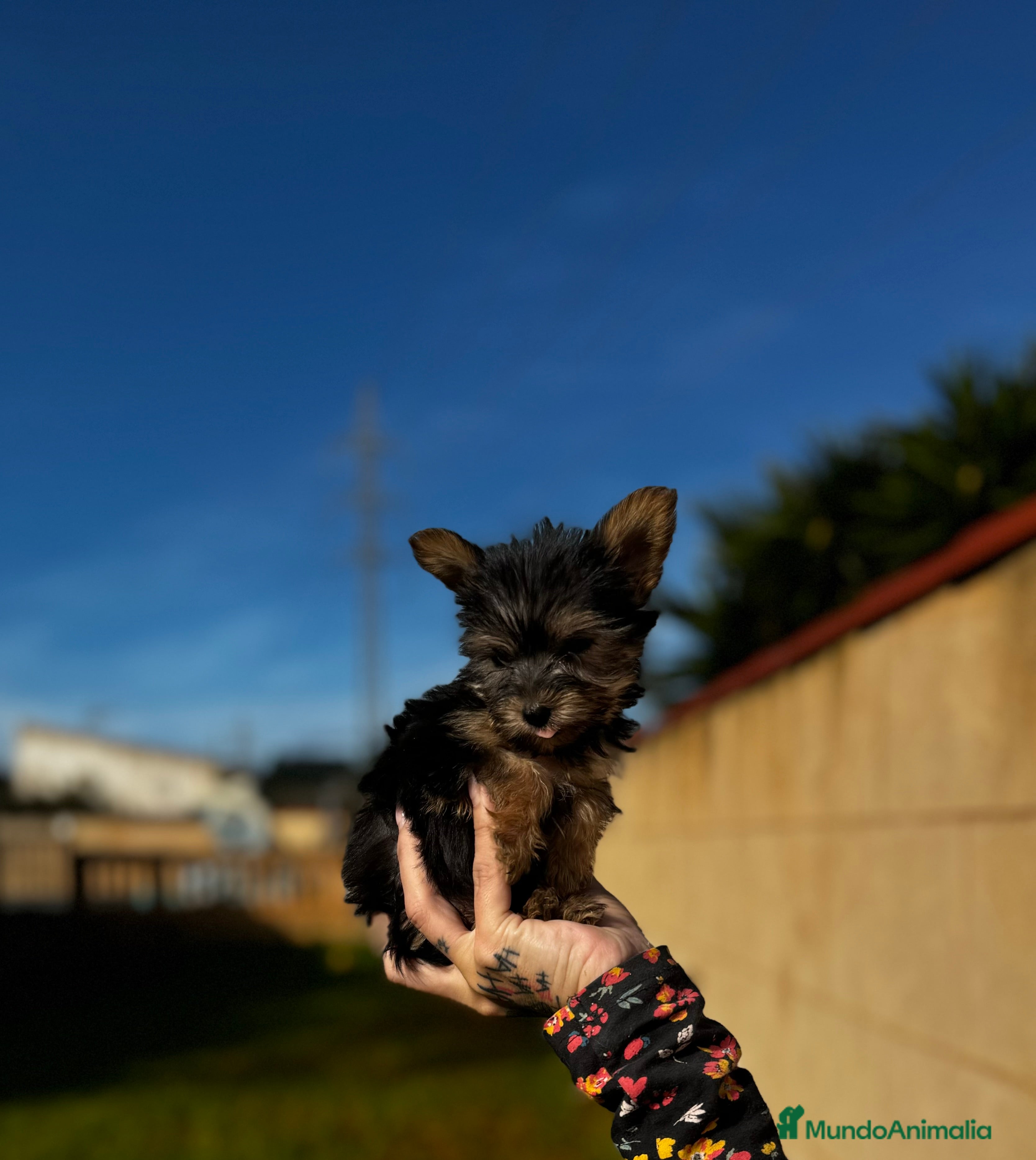 Yorkshire Terrier perros Yorkshire Toy en Illes Balears - Anuncio 2