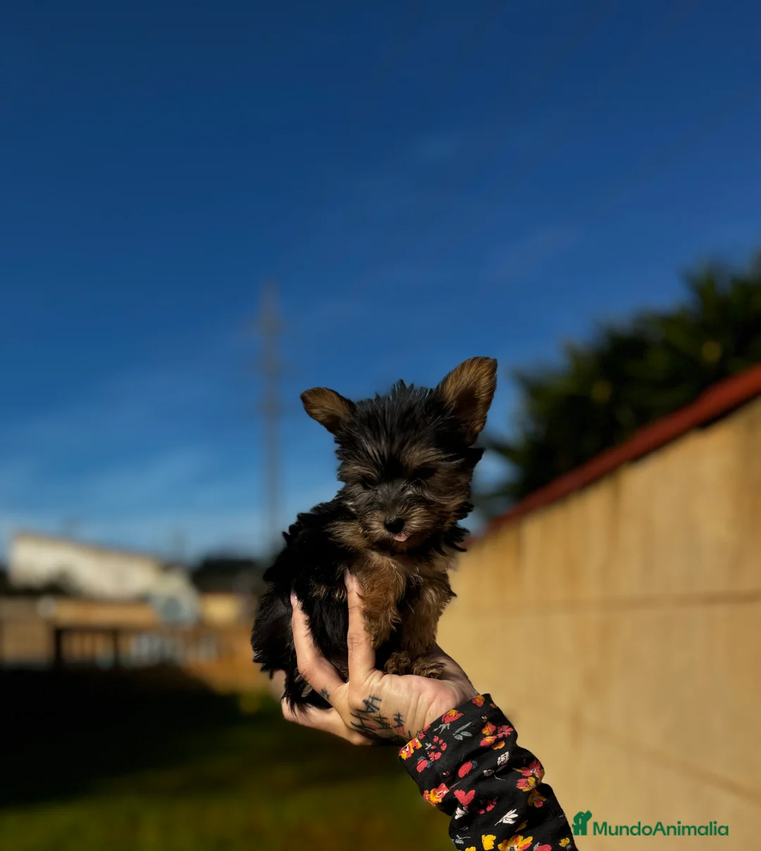 Yorkshire Terrier perros en venta: Yorkshire Toy en Illes Balears - Anuncio 2