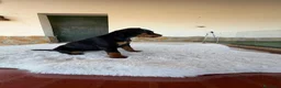 Pinscher Miniatura perros en venta: MINI PINSCHER MACHO - Anuncio 3
