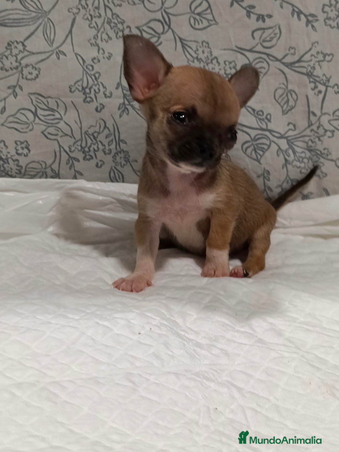 Chihuahua perros en venta: Chihuahua micro Toy hembra  - Imagen 8