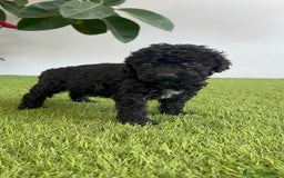 Perro de Agua Español perros en venta: PERRO DE AGUA ESPAÑOL HEMBRA - Imagen 11
