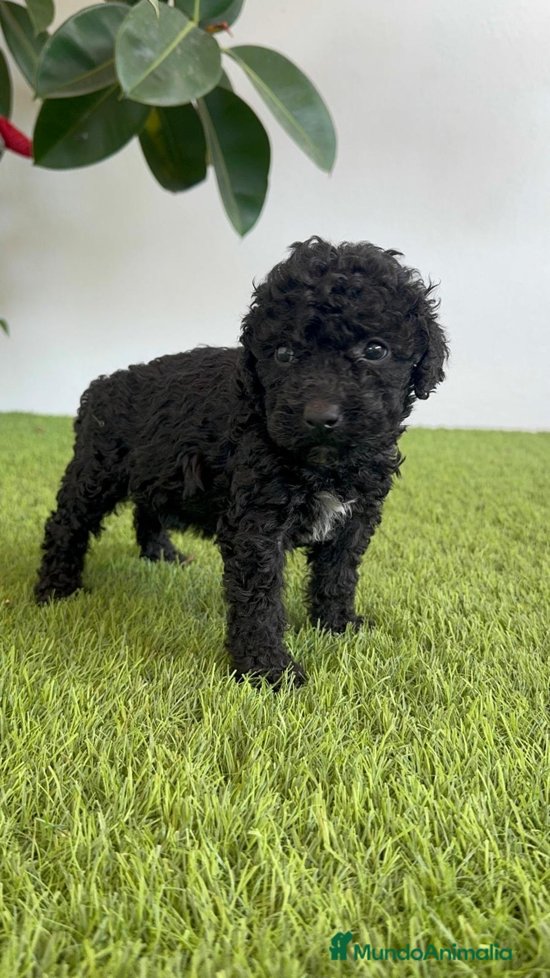 Perro de Agua Español perros en venta: PERRO DE AGUA ESPAÑOL HEMBRA - Imagen 11