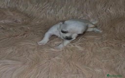 Chihuahua perros en venta: Chihuahua toy cabeza manzana  - Imagen 4