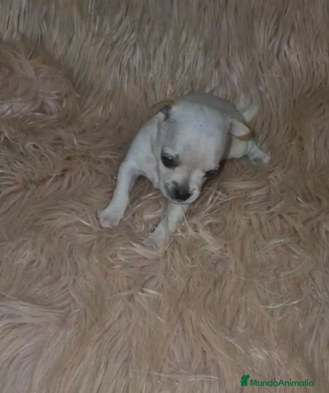 Chihuahua perros en venta: Chihuahua toy cabeza manzana  - Imagen 4