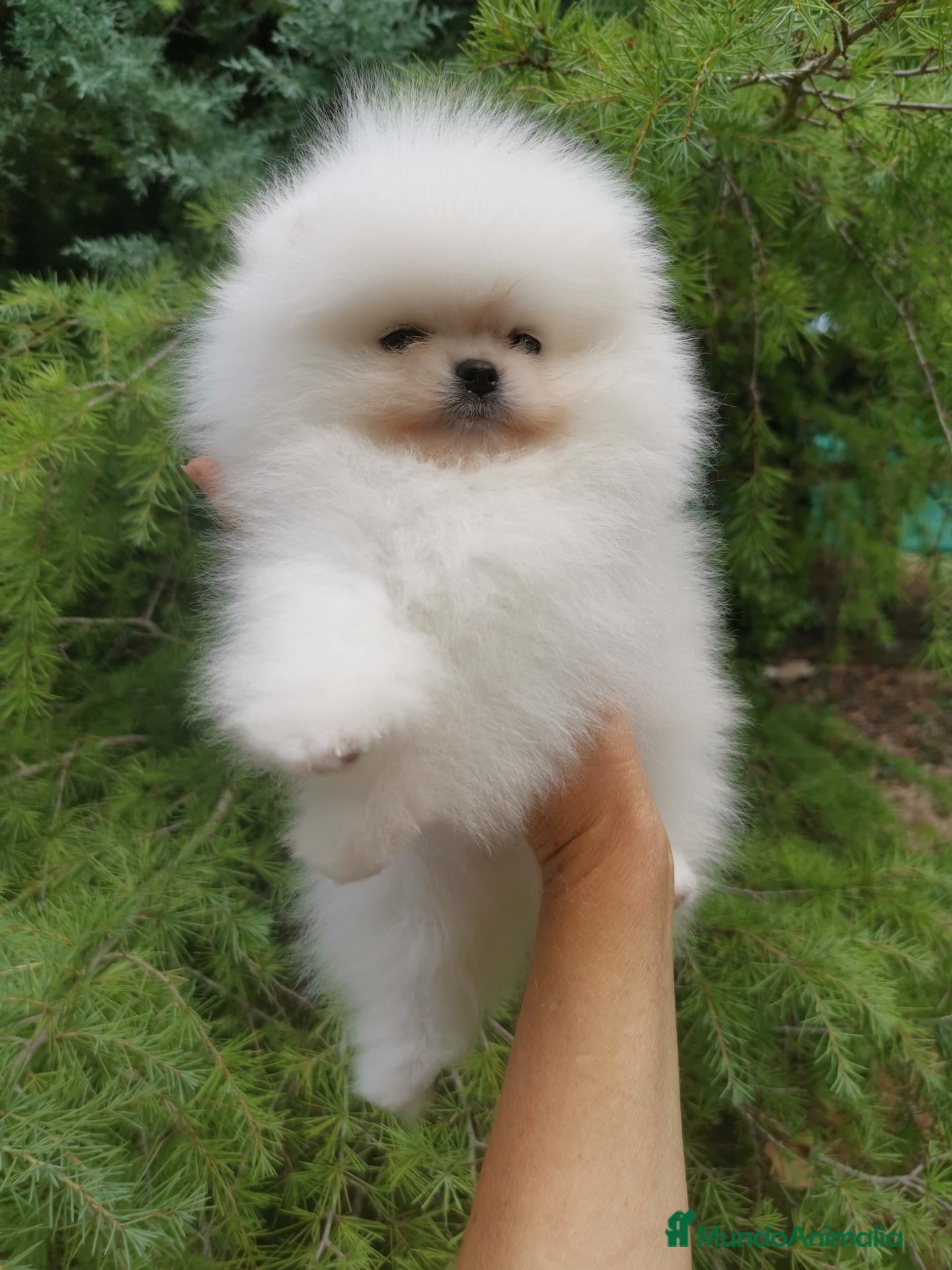 Pomerania perros Pomerania macho muy chatito  - Anuncio 1