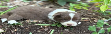 Border Collie Hembra Chocolate