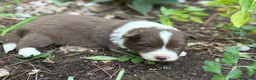 Border Collie perros en venta: 🐾 NUEVOS BORDER COLLIE EN LA GRANJA DE FLIX 🐾 - Anuncio 3