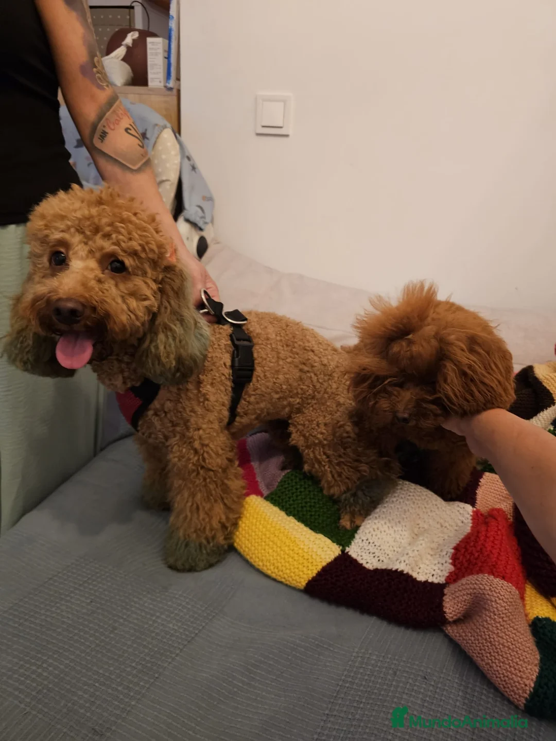 Caniche Toy perros en venta: Caniches toy rojos en Madrid - Anuncio 2