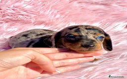 Teckel Miniatura perros en venta: Teckel Arleqyin Kaninchen  - Imagen 5
