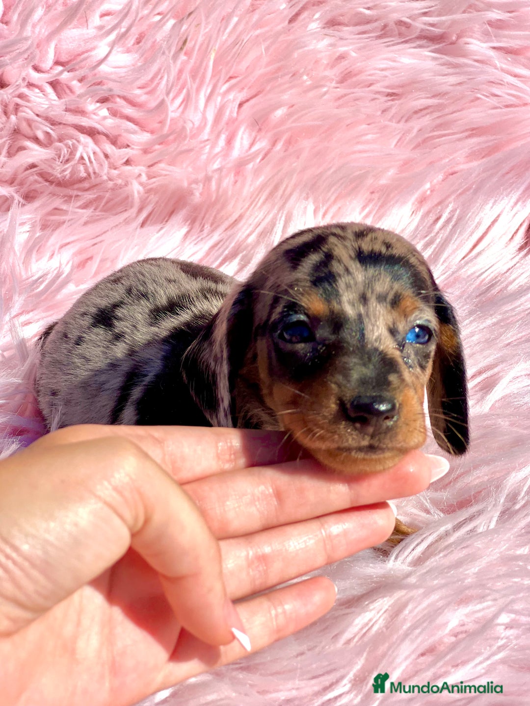 Teckel Miniatura perros en venta: Teckel Arleqyin Kaninchen  - Imagen 5