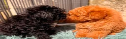 Caniche Toy perros en venta: Caniche Toy garantizado  - Anuncio 21