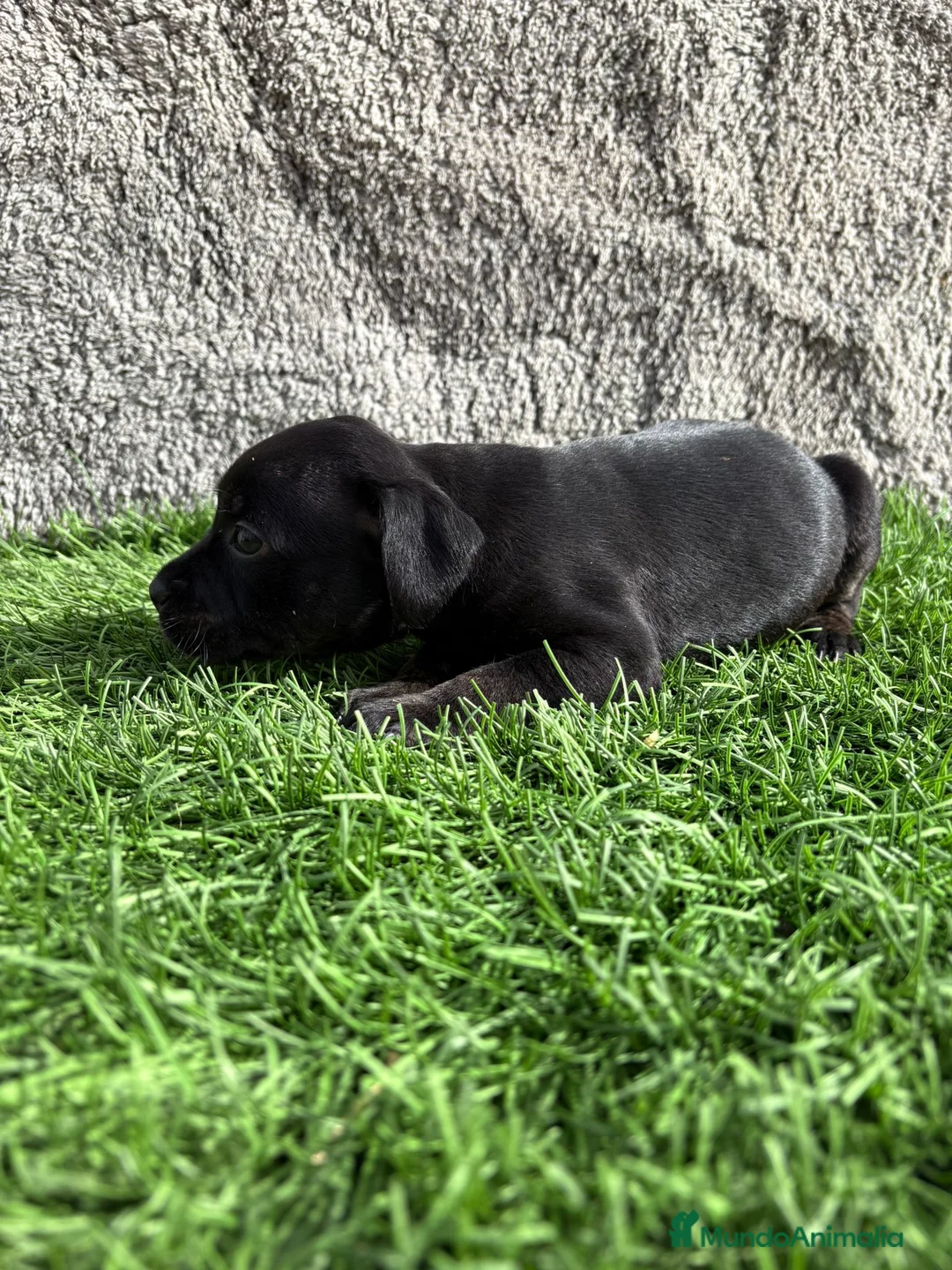 Staffordshire Bull Terrier perros en venta: Cachorros Staffordshire Bull Terrier  - Anuncio 17
