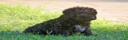 Perro de Agua Español perros en venta: PERRO DE AGUA  - Anuncio 12