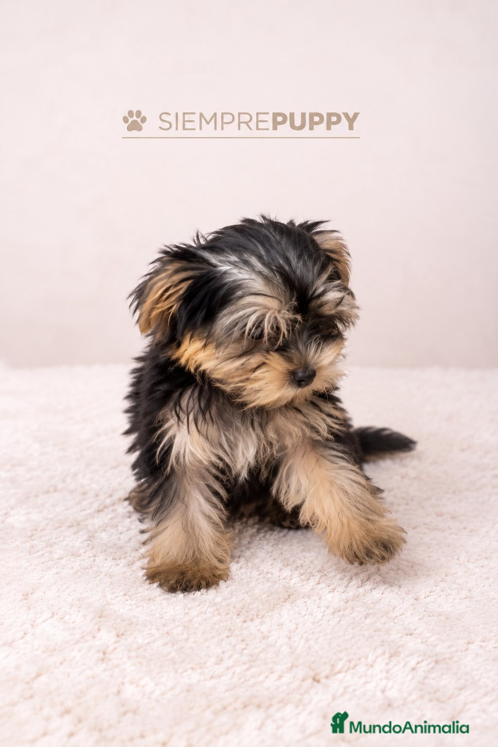 Yorkshire Terrier perros CACHORROS YORKSHIRE - Anuncio 3