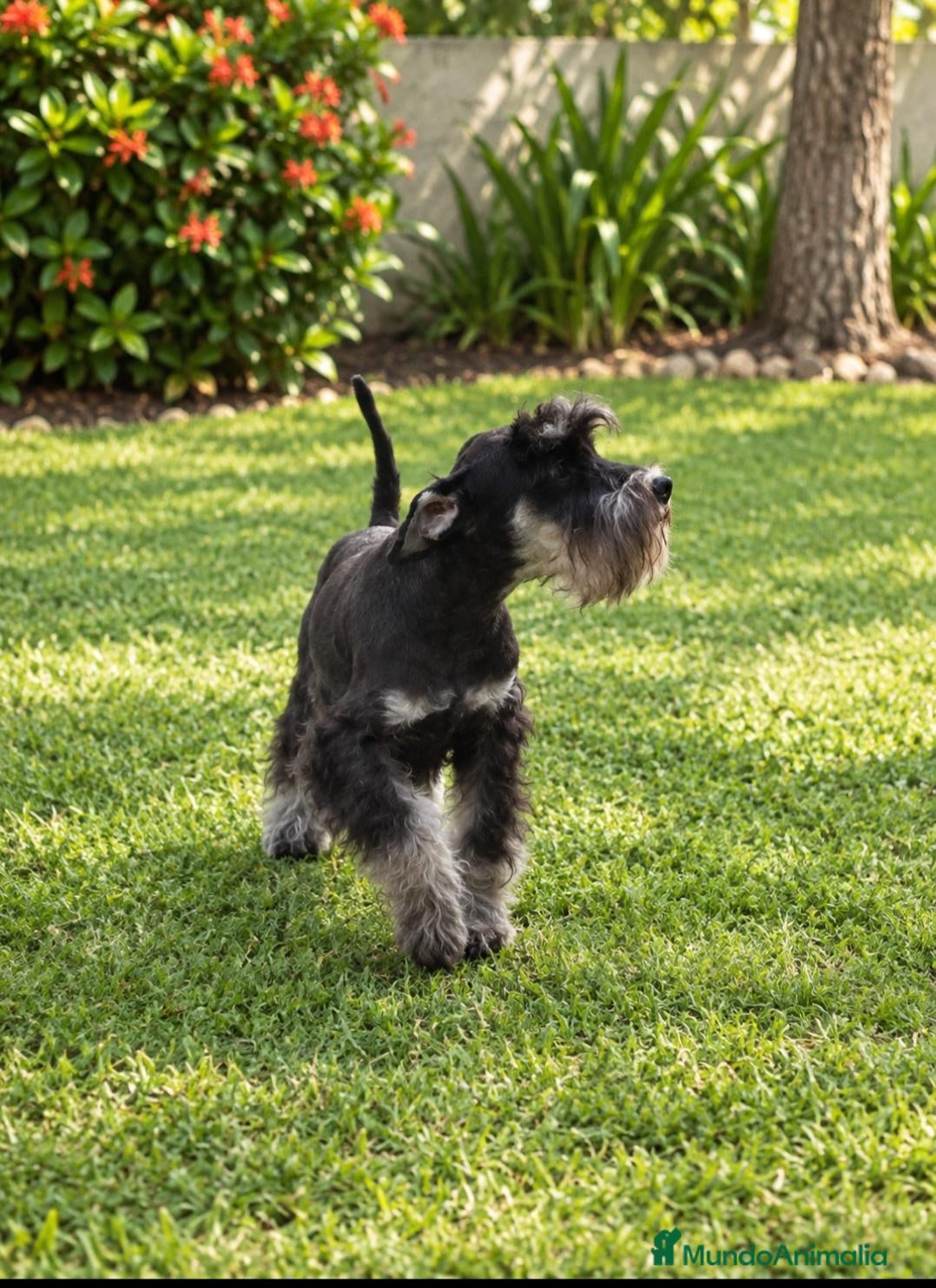 Schnauzer Miniatura perros Schnauzer Mini Negro y Plata  - Anuncio 2