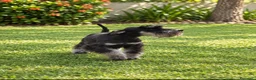 Schnauzer Miniatura perros en venta: Schnauzer Mini Negro y Plata  - Anuncio 2