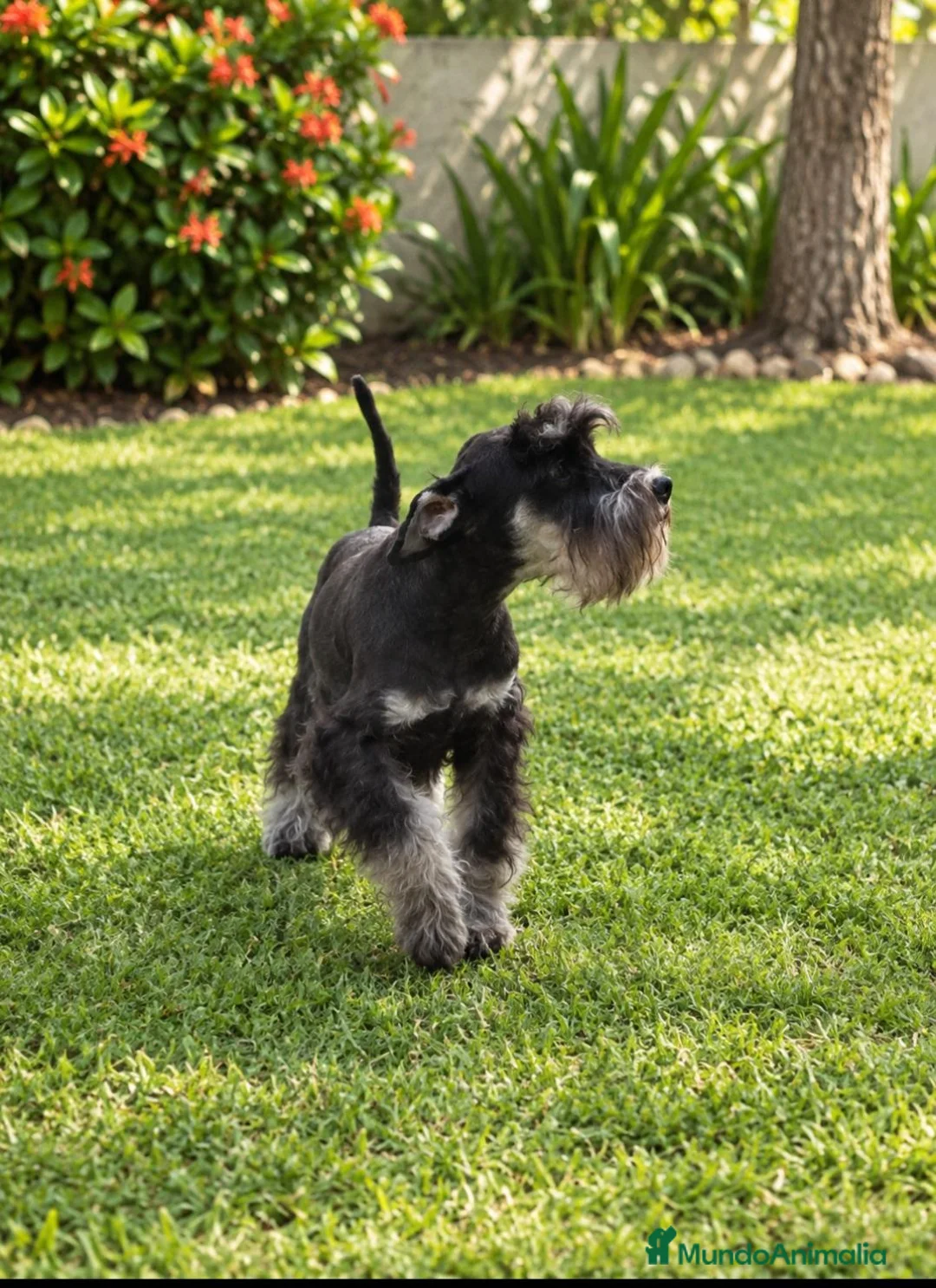 Schnauzer Miniatura perros en venta: Schnauzer Mini Negro y Plata  - Anuncio 2