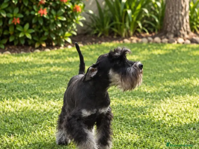 Schnauzer Miniatura perros en venta: Schnauzer Mini Negro y Plata - Anuncio 2