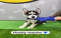 Husky Siberiano perros en venta: 🐾HAPPYHUELLAS HUSKY CACHORROS🐾 - Imagen 4