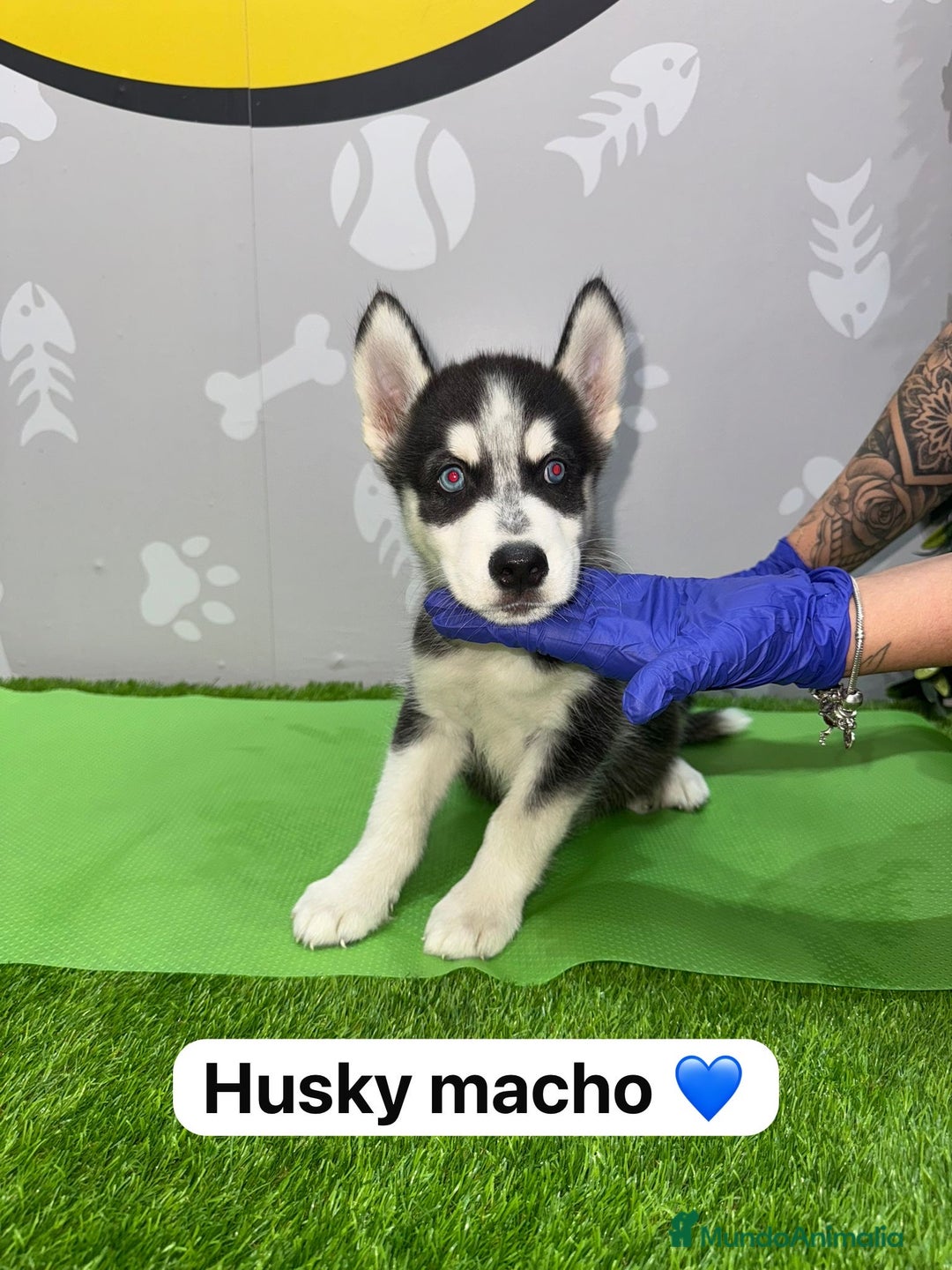 Husky Siberiano perros en venta: 🐾HAPPYHUELLAS HUSKY CACHORROS🐾 - Imagen 4