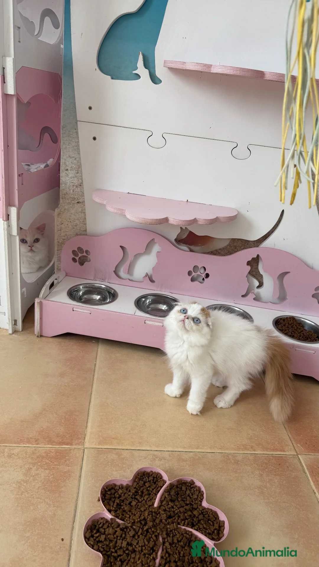 Scottish Fold gatos en venta: Scottish  - Anuncio 6