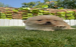 Pekinés perros en venta: PEKINES HEMBRA - Imagen 13