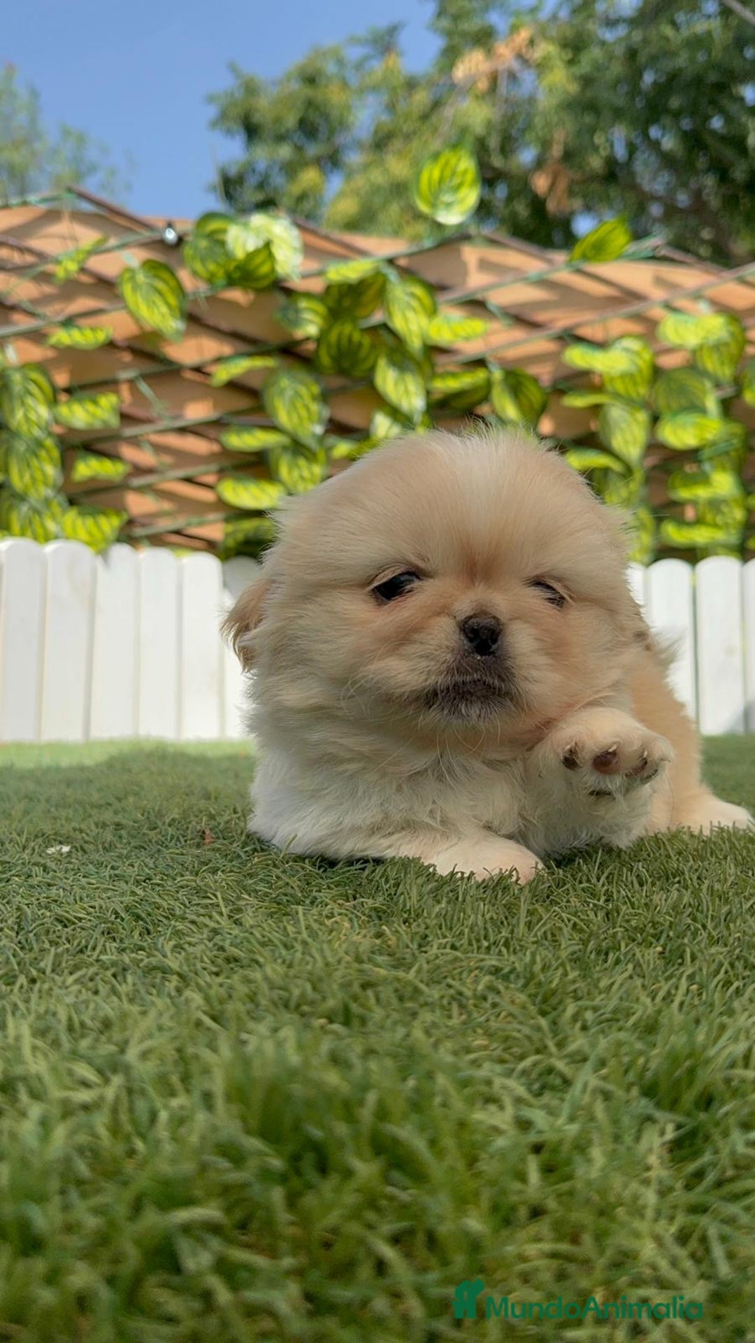 Pekinés perros en venta: PEKINES HEMBRA - Imagen 13
