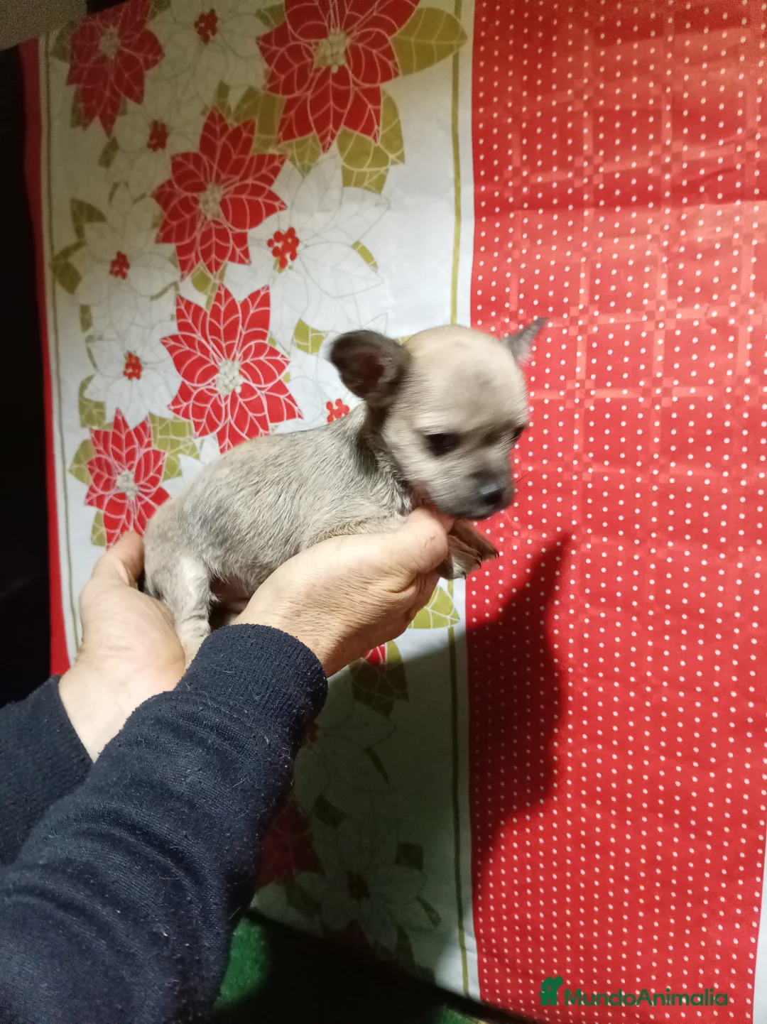 Raza Mixta perros en venta: Raza mixta  chihuahua x yorshire - Anuncio 4