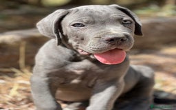 Cane Corso perros en venta: CANE CORSO - Imagen 1