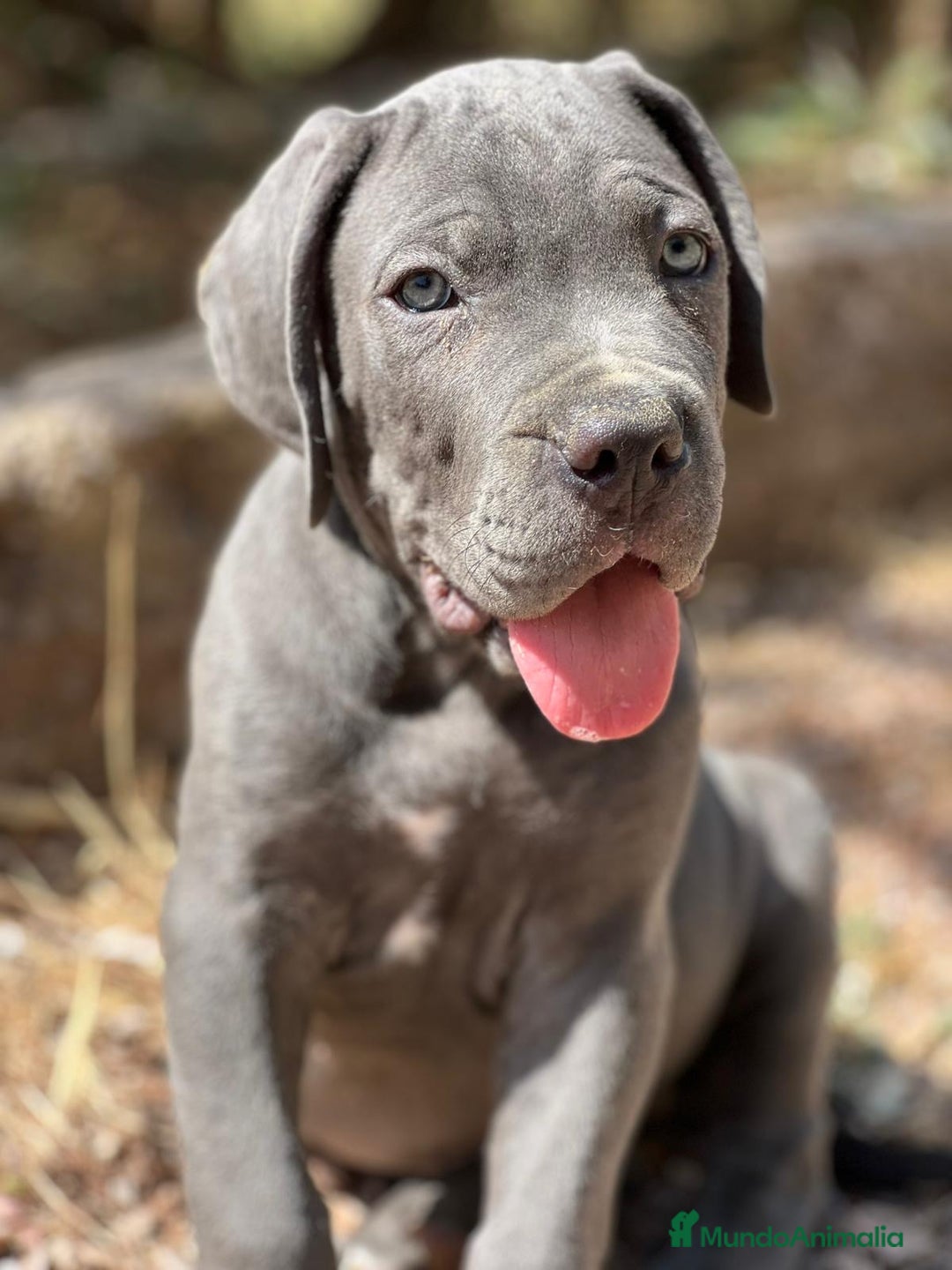 Cane Corso perros en venta: CANE CORSO - Imagen 1