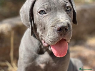 Cane Corso perros - Anuncio 13