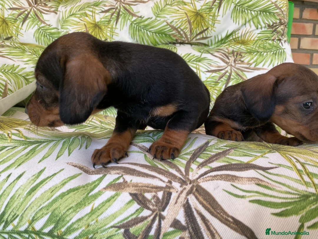 Teckel Miniatura perros en venta: Teckel miniatura. !!  en Ciudad Real - Anuncio 5