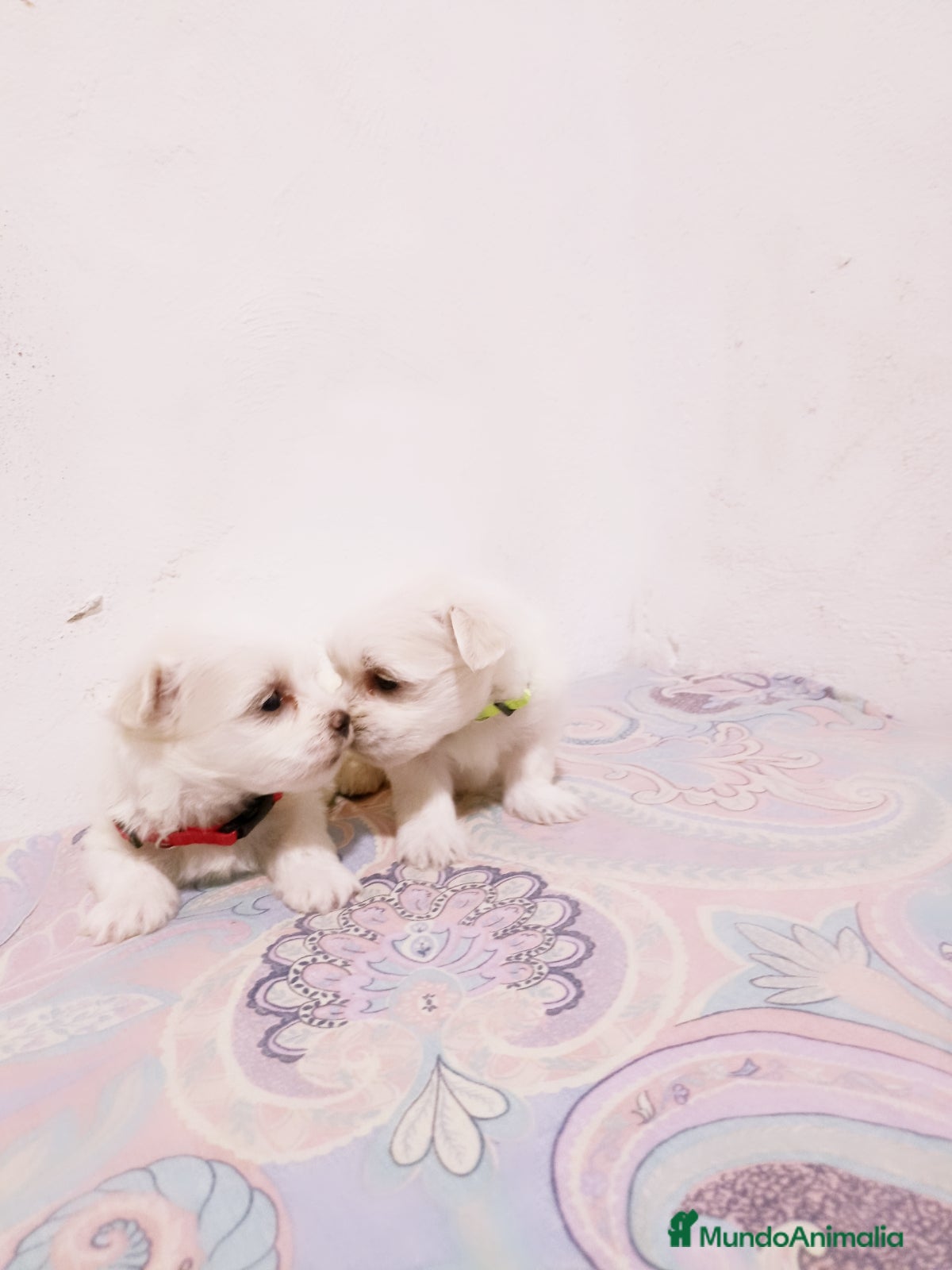 Bichón Maltés perros en venta: BICHON MALTES TOY - Anuncio 4