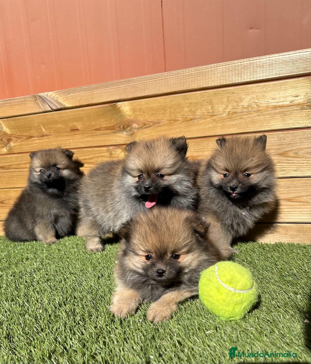 Caniche Enano perros VARIAS RAZAS en Barcelona - Anuncio 2