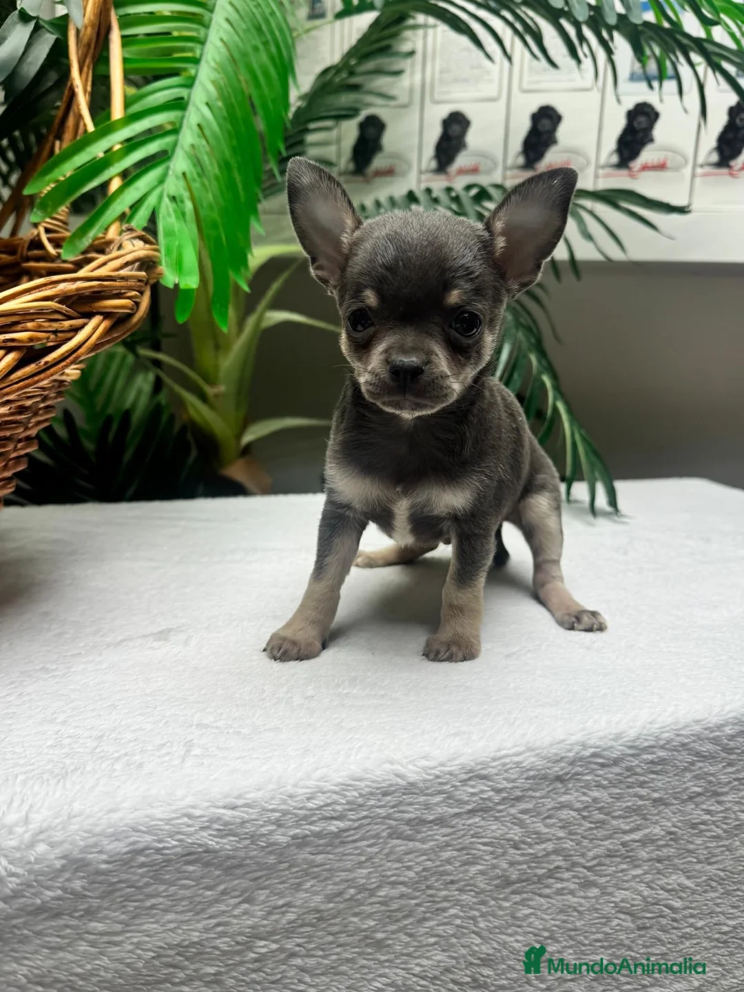 Chihuahua perros en venta: CHIHUAHUA BLUE - MACHO - Anuncio 10