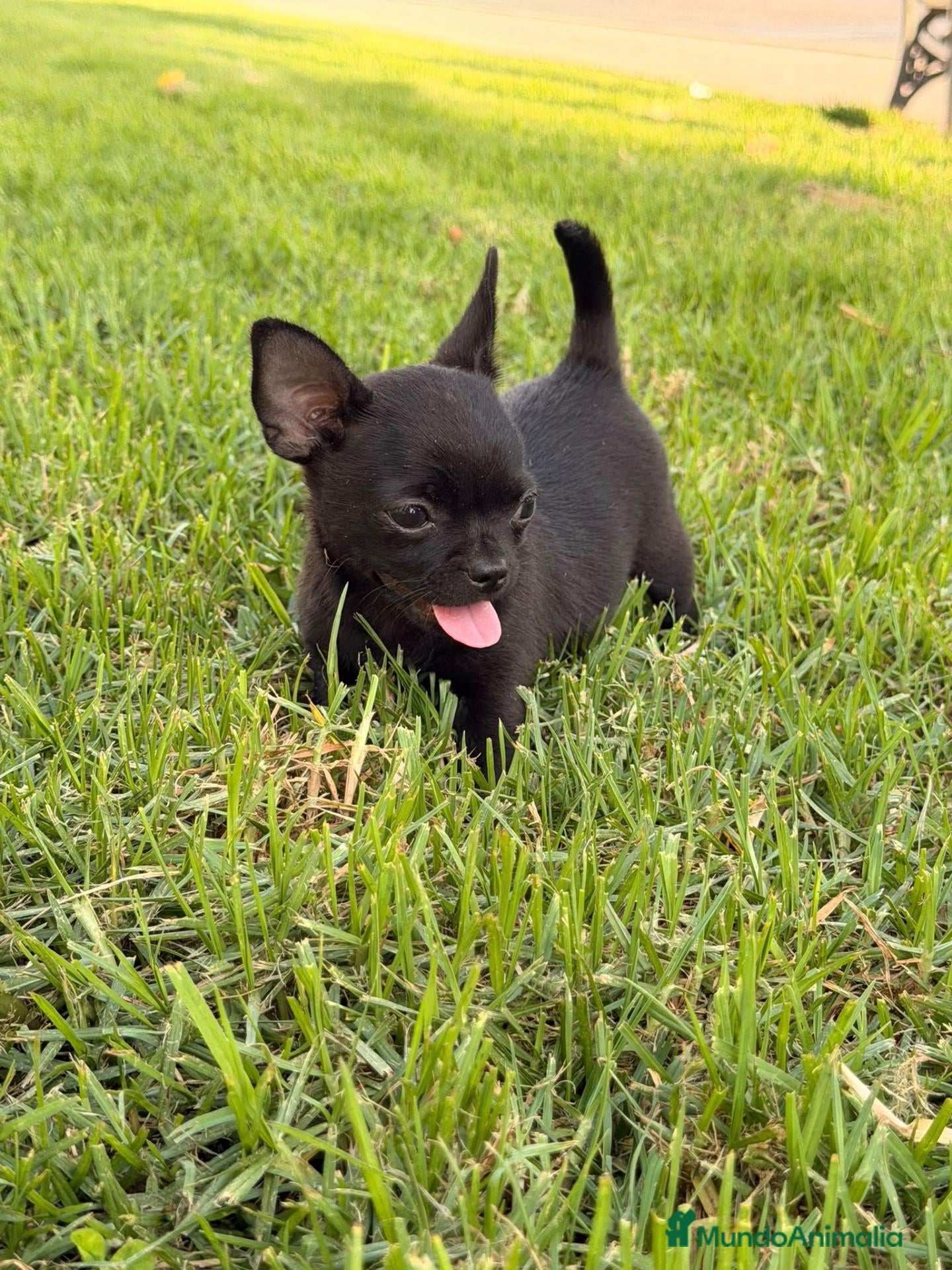 Chihuahua perros Chihuahuas Machitos  - Anuncio 1