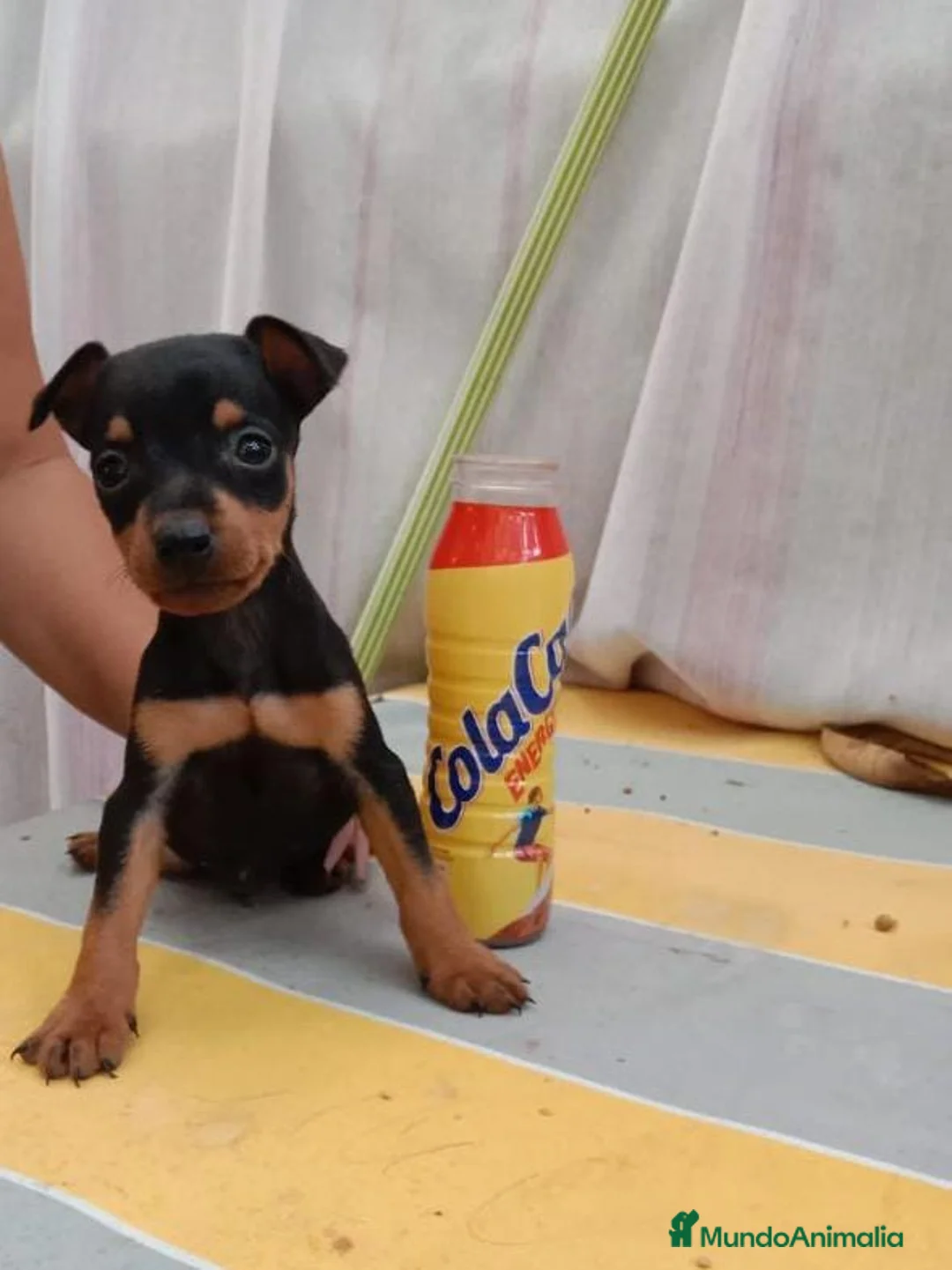Pinscher Miniatura perros en venta: Pincher super miniatura - Anuncio 2