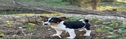 Basenji perros en venta: 🐾 Cachorros Basenji Exclusivos 🐾 - Anuncio 5