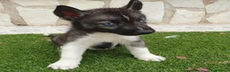 Husky Siberiano perros en venta: Husky Jet Black y Agouti EXÓTICOS - Anuncio 4