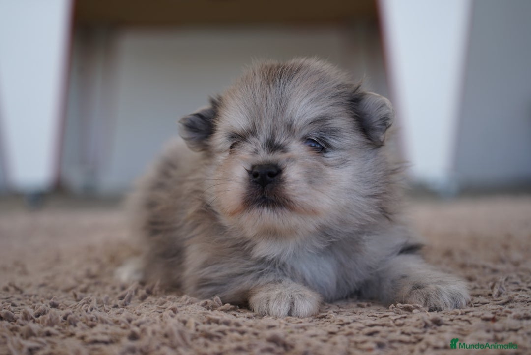 Pomerania perros en venta: 🐾 Roscón, Python y Prodigy – Pomerania únicos 🐾 - Imagen 5