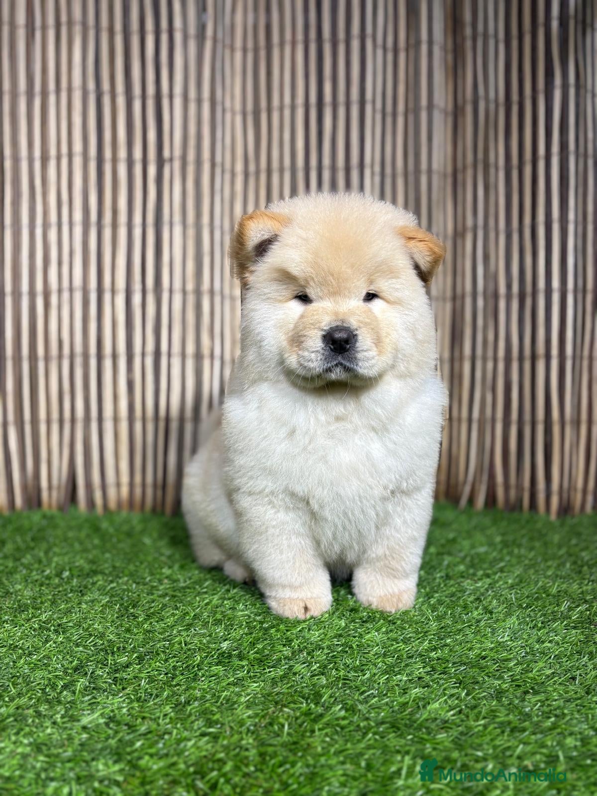 Chow Chow perros CHOW CHOW - Anuncio 2