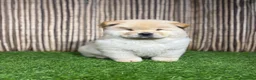 Chow Chow perros en venta: CHOW CHOW - Anuncio 1