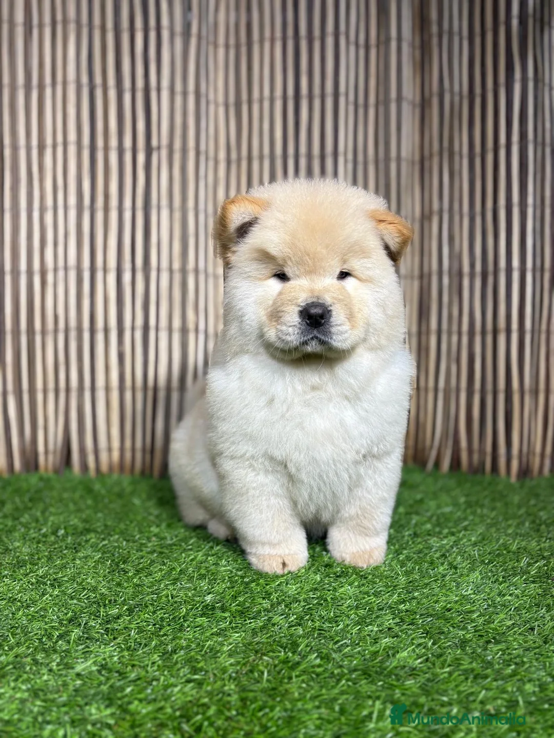Chow Chow perros en venta: CHOW CHOW - Anuncio 1