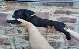 Cane Corso perros en venta: CACHORRO DE CANE CORSO - Imagen 2